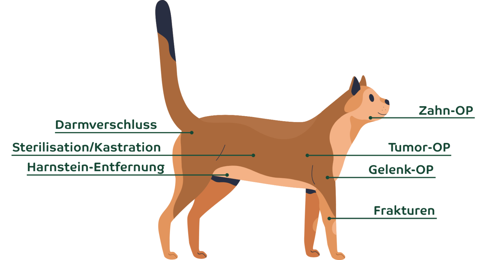 Häufige OPs bei Katzen